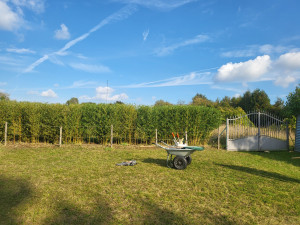 Photo de galerie - Taille de haie et entretien de jardin