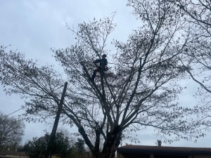 Photo de galerie - élagages de deux albizia pour dégager les fils de fibre optique 