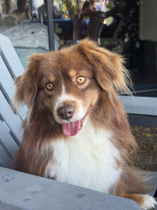 Photo de galerie - Weasley Berger Américain