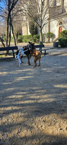 Photo de galerie - Garde chien