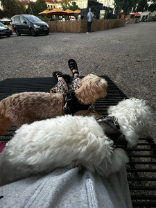 Photo de galerie - Garde chien