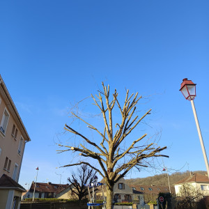 Photo de galerie - élagage 
d'arbres divers 