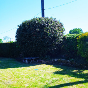 Photo de galerie - Taille haies et arbustes