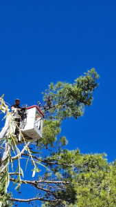 Photo de galerie - Elagage et coupe d'arbres