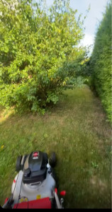 Photo de galerie - Tonte de pelouse