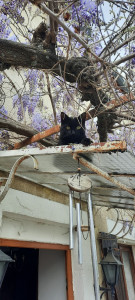 Photo de galerie - Garde de chien et chat