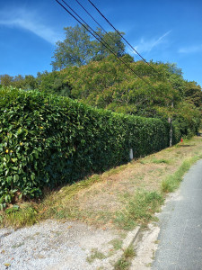 Photo de galerie - Taille de haie 