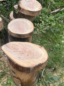 Photo de galerie - élagage 