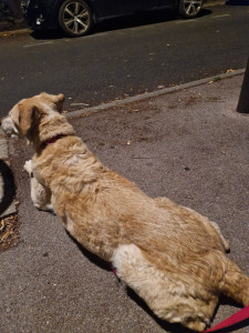 Photo de galerie - Garde chien