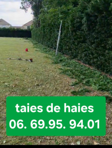 Photo de galerie - Taille de haies et d'arbustes