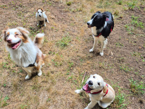 Photo de galerie - Garde de chien a la journee 