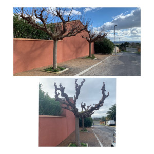 Photo de galerie - Taille mûrier platane 