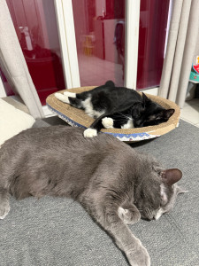 Photo de galerie - J’adore les animaux et en particulier les chats . n’hésitez pas si vous avez besoin que je prenne soin de vos animaux 