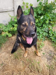 Photo de galerie - Garde chien