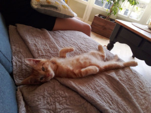 Photo de galerie - Garde chat