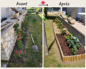 Photo de galerie - Les rosiers mis en valeur avec une bordure et un paillage. Il ne reste plus qu'à les laisser grandir.