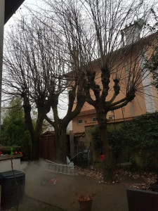 Photo de galerie - Elagage et coupe d'arbres