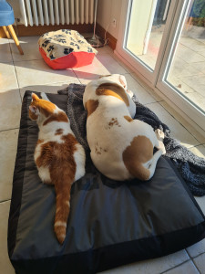 Photo de galerie - Garde chien