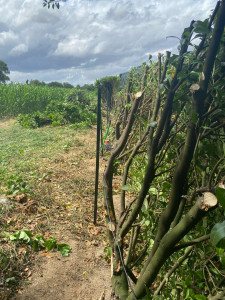 Photo de galerie - Taille de haie 