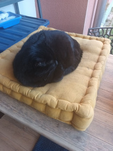 Photo de galerie - Garde de chat

