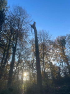 Photo de galerie - Elagage et coupe d'arbres