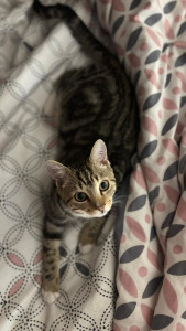 Photo de galerie - Garde de cette adorable chatte pendant 3 jours 
