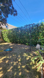 Photo de galerie - Taille de haies et d'arbustes