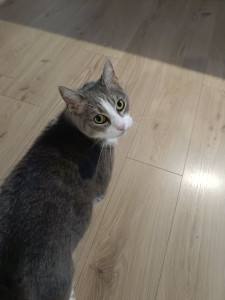 Photo de galerie - Changement de litière, croquettes, eau propre et sèche, et bien sûr câlins et carresses.