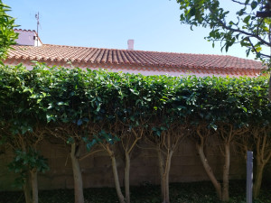 Photo de galerie - Taille de haie 