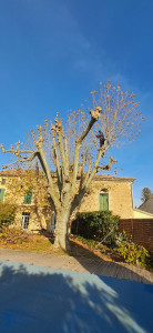 Photo de galerie - Elagage et coupe d'arbres