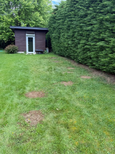 Photo de galerie - Après déplantation 