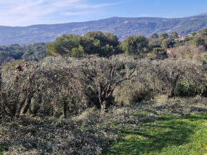 Photo de galerie - Tailles des oliviers 