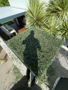 Photo de galerie - Taille de haies et d'arbustes