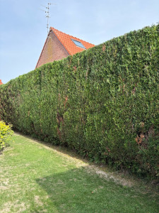 Photo de galerie - Taille de haies et d'arbustes