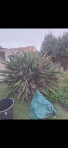 Photo de galerie - Entretien d'un strelitzia reginae ( oiseau du paradis) [AVANT]