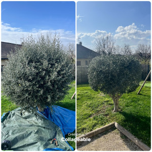 Photo de galerie - Taille d’un Olivier 