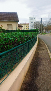 Photo de galerie - Taille de haie 