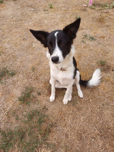 Photo de galerie - Amma jeune Border de 5 mois
 débordante de vitalité 