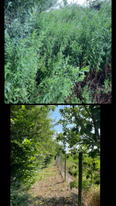 Photo de galerie - Tonte de pelouse - Débroussaillage
