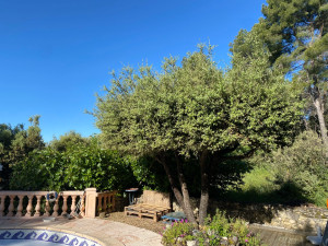 Photo de galerie - Elagage et coupe d'arbres