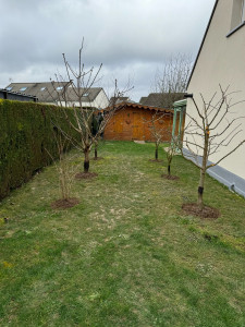 Photo de galerie - Elagage et coupe d'arbres