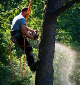 Photo de galerie - Élagage et coupe d'arbres 