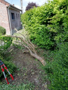 Photo de galerie - Elagage et coupe d'arbres