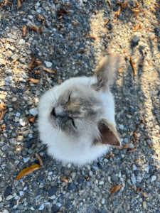 Photo de galerie - Garde d’animaux 