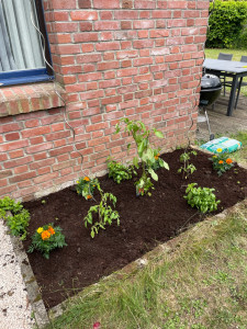 Photo de galerie - Plantation 