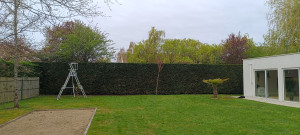 Photo de galerie - Haie de Thuyas 