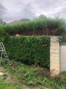 Photo de galerie - Rabattage d’une haie 