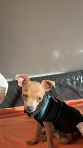 Photo de galerie - Petit Loulou de 5 mois accueilli à la maison