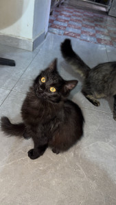 Photo de galerie - Chat