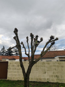 Photo de galerie - élagage 